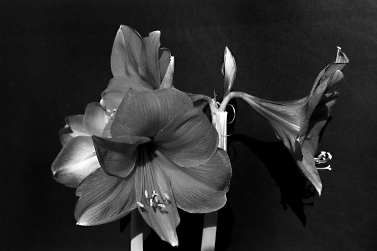 Fauna und Flora Amaryllis