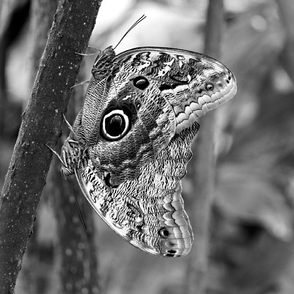 Fauna und Flora Gewöhnlicher Bananenfalter