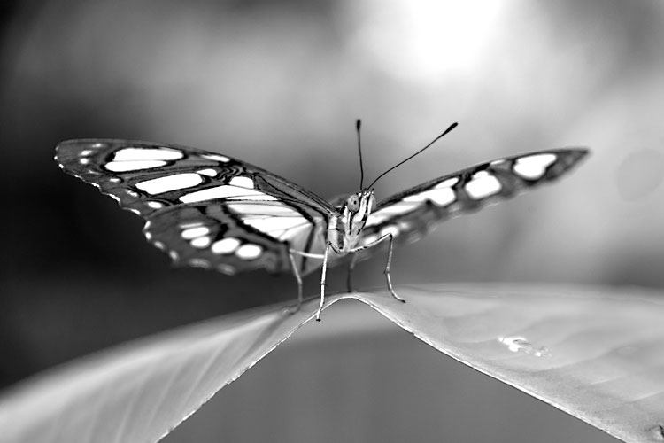 Fauna und Flora Malachtifalter