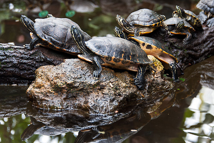 Schildkröte