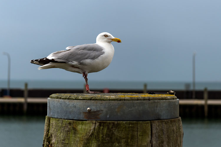 Möwe Jonathan