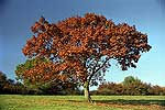 Herbstbäume (46 kb)