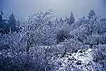 Winter im Taunus 2(116 kb)