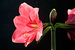 Amaryllis