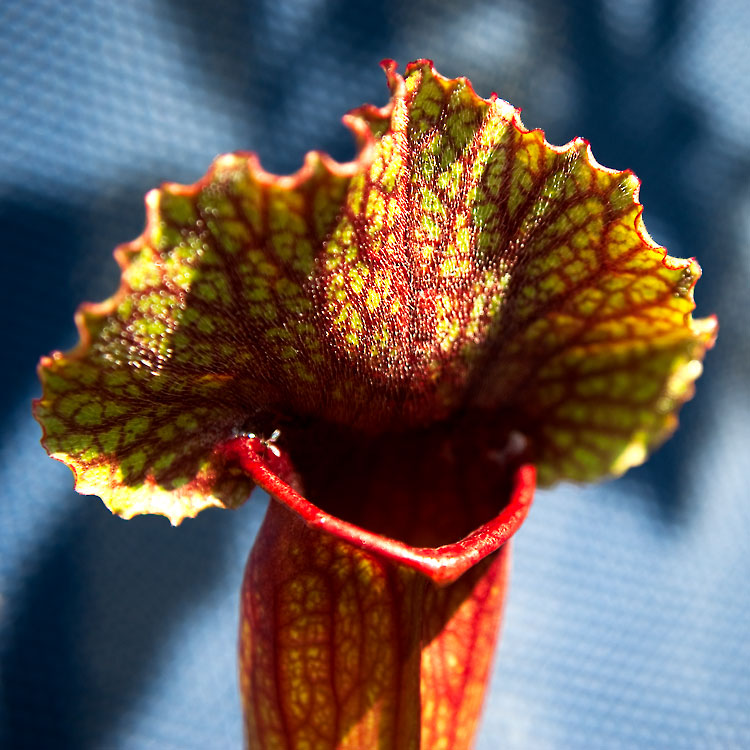 Sarracenia rubra