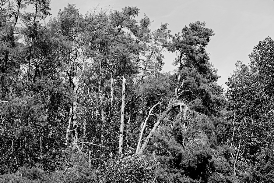 Der Rodgauer Wald nach dem Sturm