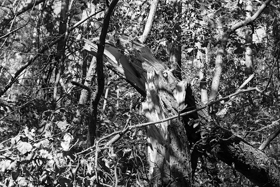 Der Rodgauer Wald nach dem Sturm