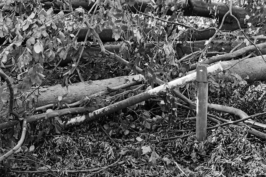 Der Rodgauer Wald nach dem Sturm