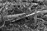 Der Rodgauer Wald nach dem Sturm