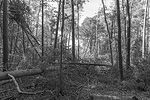 Der Rodgauer Wald nach dem Sturm