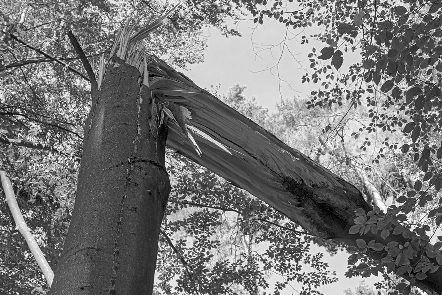 Der Rodgauer Wald nach dem Sturm