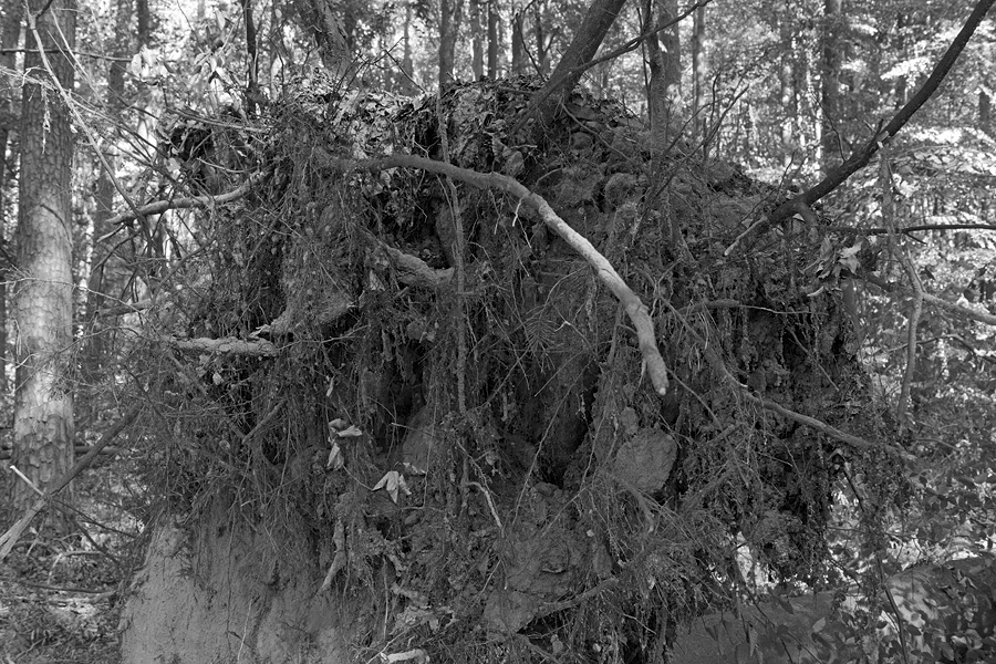 Der Rodgauer Wald nach dem Sturm