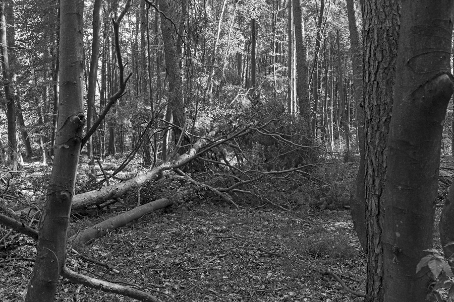 Der Rodgauer Wald nach dem Sturm