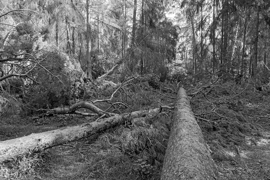 Der Rodgauer Wald nach dem Sturm