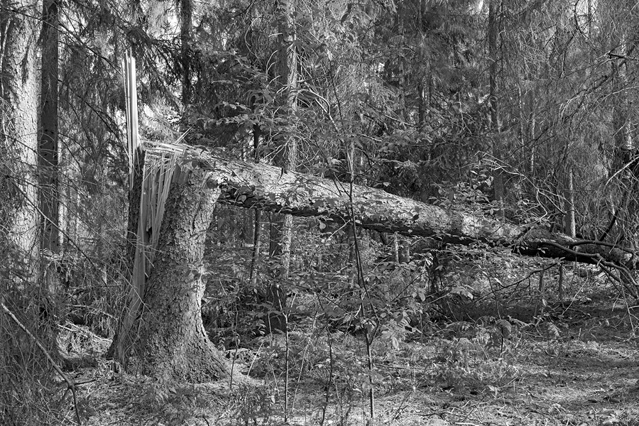 Der Rodgauer Wald nach dem Sturm