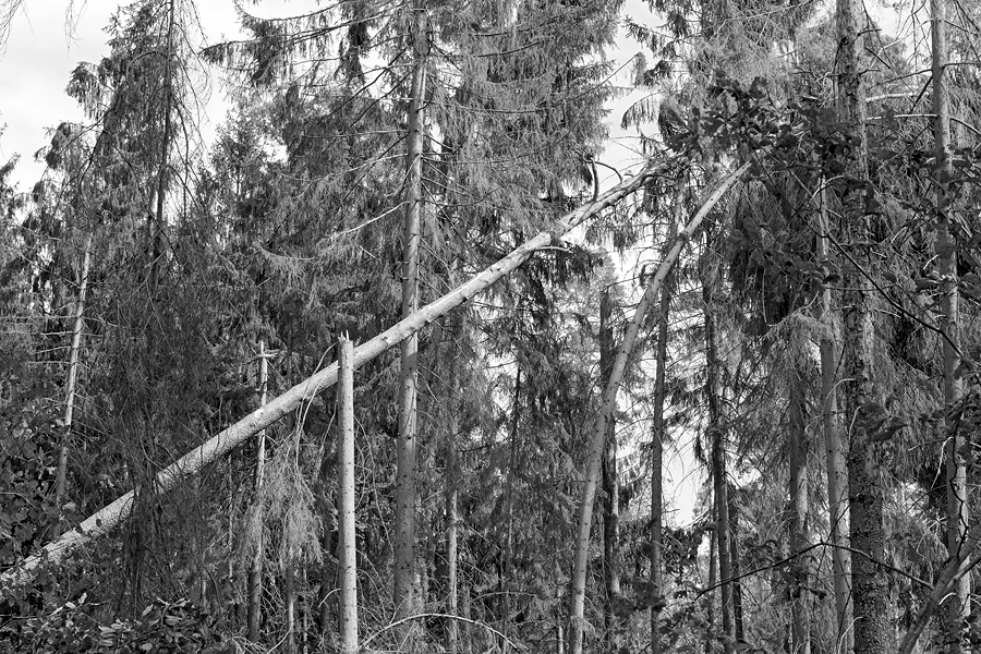 Der Rodgauer Wald nach dem Sturm