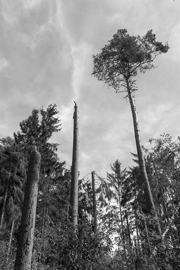 Der Rodgauer Wald nach dem Sturm