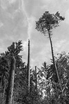 Der Rodgauer Wald nach dem Sturm