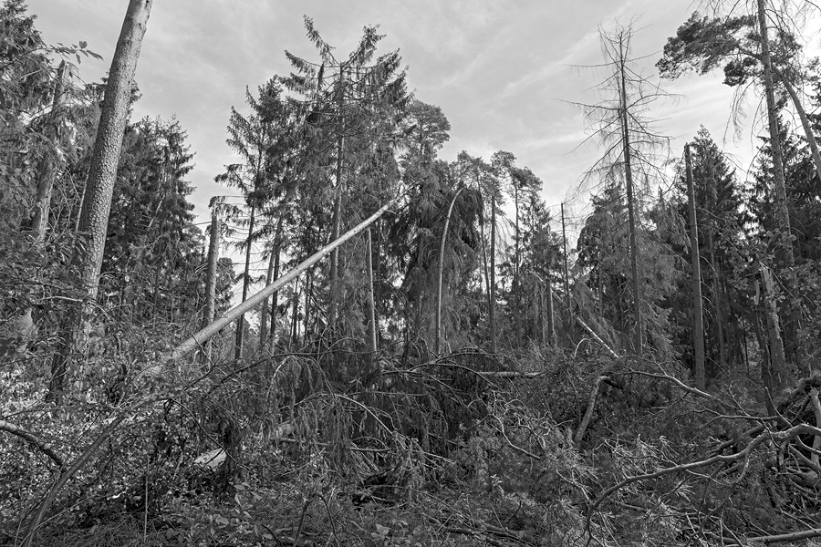 Der Rodgauer Wald nach dem Sturm