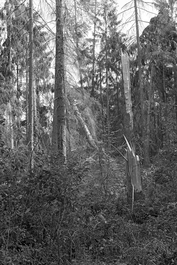 Der Rodgauer Wald nach dem Sturm