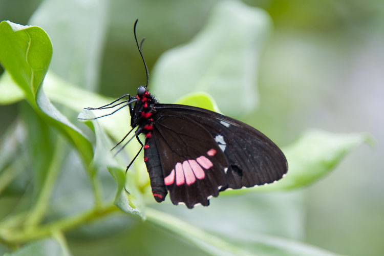 Gewöhnlicher Parides