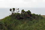 Wales - Aberystwyth - Dünen auf dem Constitution Hill